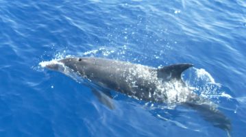 Delfin vor Mallorca